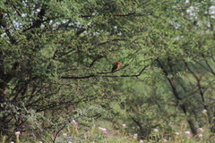 Pyrocephalus rubinus