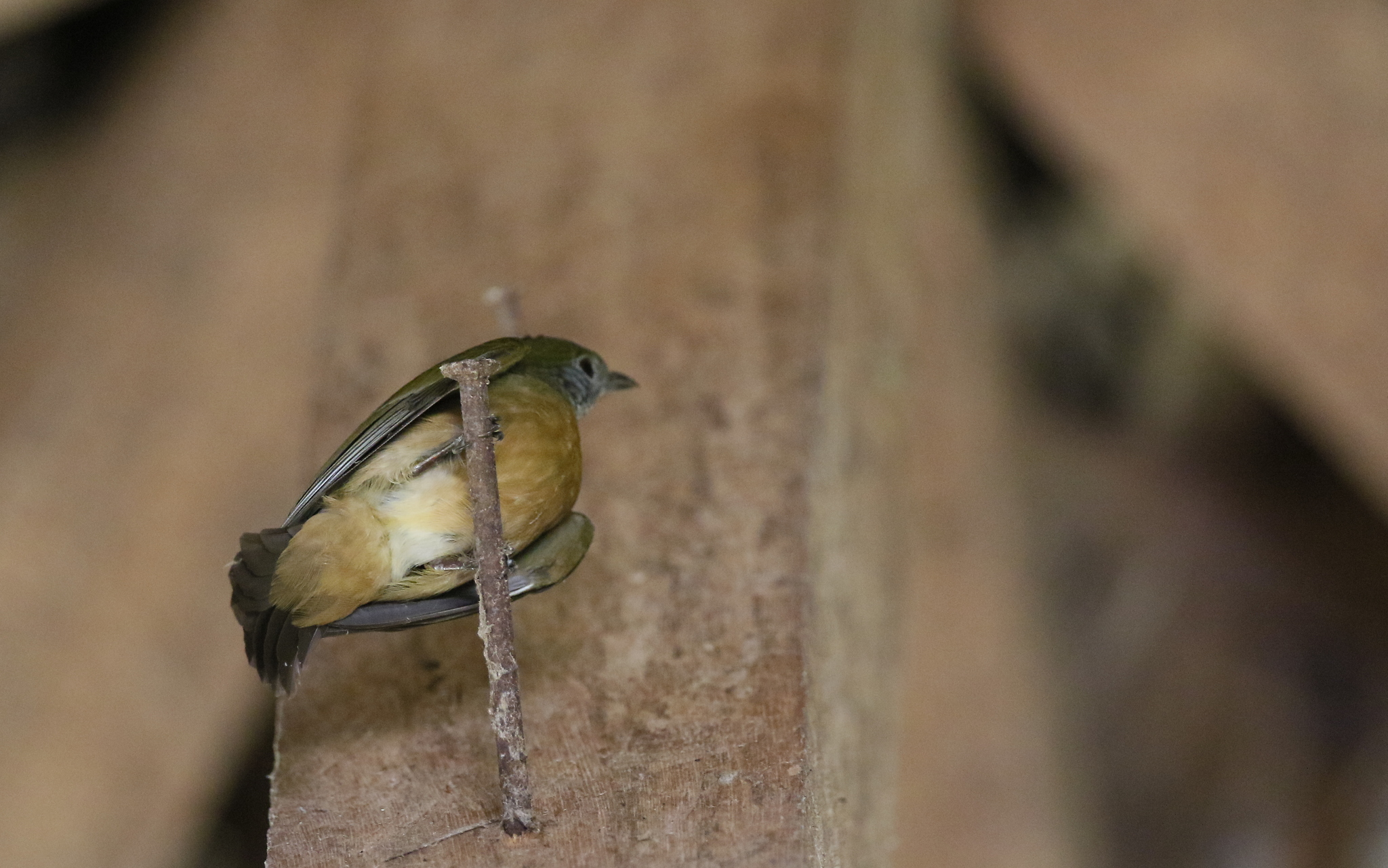 Orange-crested Manakin (Heterocercus aurantiivertex), photo 3