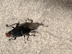 Odoiporus longicollis