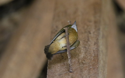 Orange-crested Manakin (Heterocercus aurantiivertex), photo 4