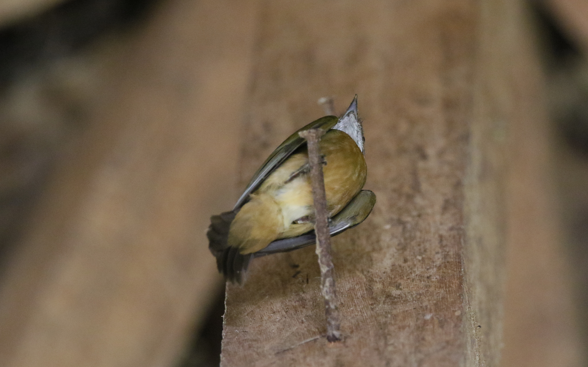Orange-crested Manakin (Heterocercus aurantiivertex), photo 4