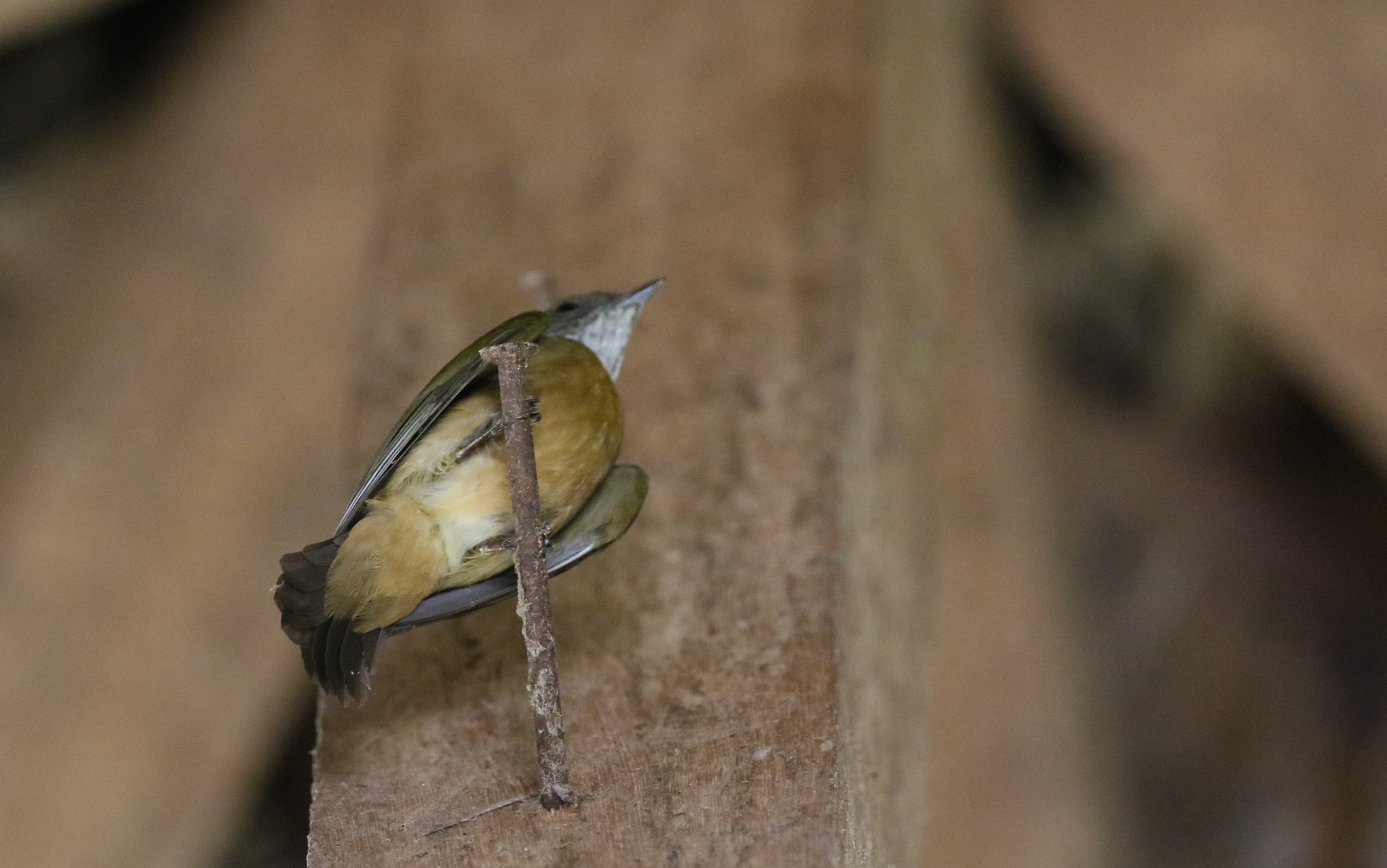 Orange-crested Manakin (Heterocercus aurantiivertex), photo 5