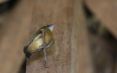 Heterocercus aurantiivertex