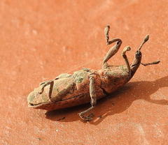 Gasteroclisus