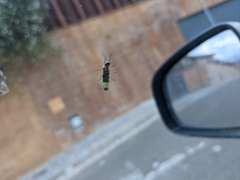 Photinus signaticollis