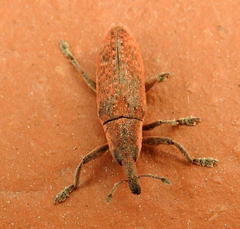 Gasteroclisus