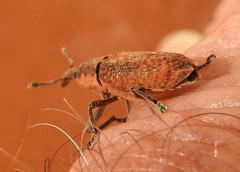 Gasteroclisus