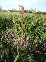 Chasmanthe floribunda