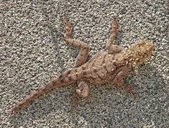 Agama dodomae dodomae