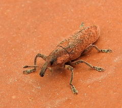 Gasteroclisus