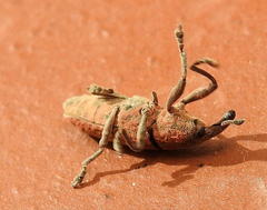 Gasteroclisus