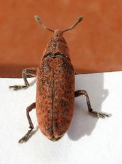 Gasteroclisus