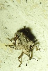 Oemethylus triangularis