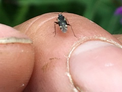 Plagiognathus obscurus