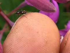 Plagiognathus obscurus