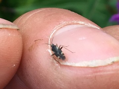 Plagiognathus obscurus