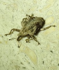 Oemethylus triangularis