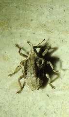 Oemethylus triangularis