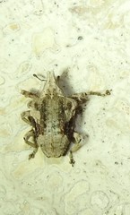 Oemethylus triangularis