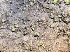 Rinodina efflorescens