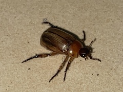 Coleoptera
