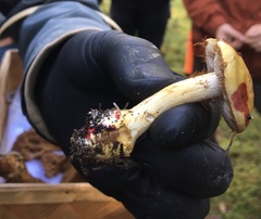 Cortinarius metarius