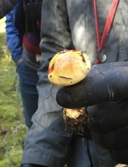 Cortinarius metarius