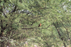 Pyrocephalus rubinus