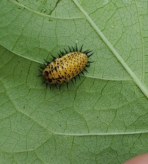 Chelymorpha cassidea
