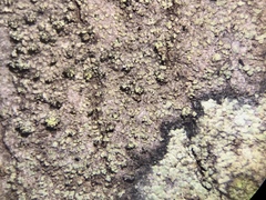 Rinodina efflorescens