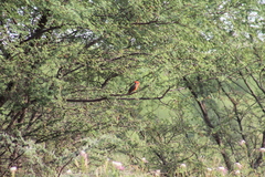 Pyrocephalus rubinus