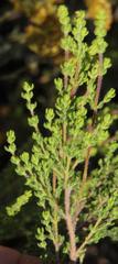 Erica hispidula hispidula