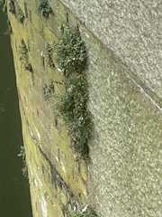 Asplenium ruta-muraria