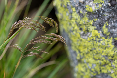 Deschampsia cespitosa altaica