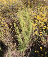 Erica hispidula hispidula
