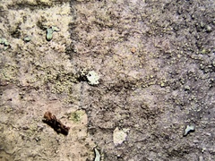 Rinodina efflorescens