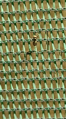 Insecta