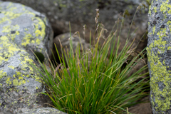 Deschampsia cespitosa altaica
