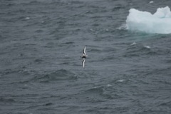 Pterodroma inexpectata