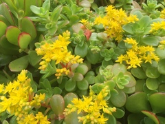 Sedum kimnachii