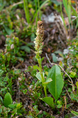 Lagotis integrifolia