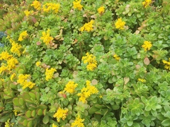 Sedum kimnachii