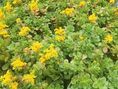 Sedum kimnachii