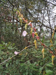 Calystegia sepium spectabilis