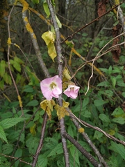 Calystegia sepium spectabilis