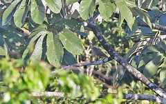 Cotinga maynana