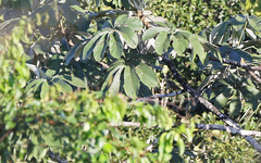 Cotinga maynana