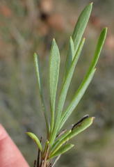 Dimorphotheca zeyheri