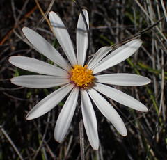 Dimorphotheca zeyheri