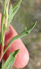 Dimorphotheca zeyheri